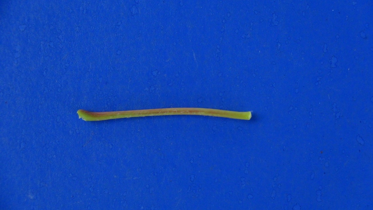 Close up of petiole